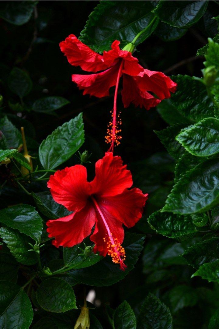 Enchanted Forest Vibrant Flora Mix